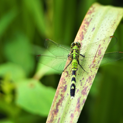 Eastern Pondhawk Dragonfly Rests on a Reed