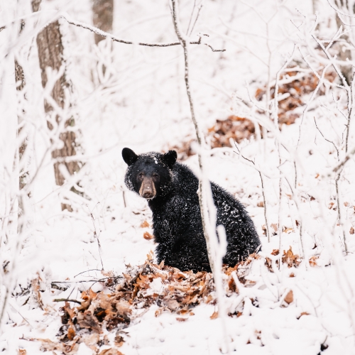 Winter Snow Black Bear at Max Patch