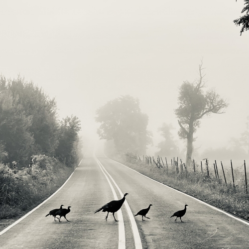 Turkeys in the Fog