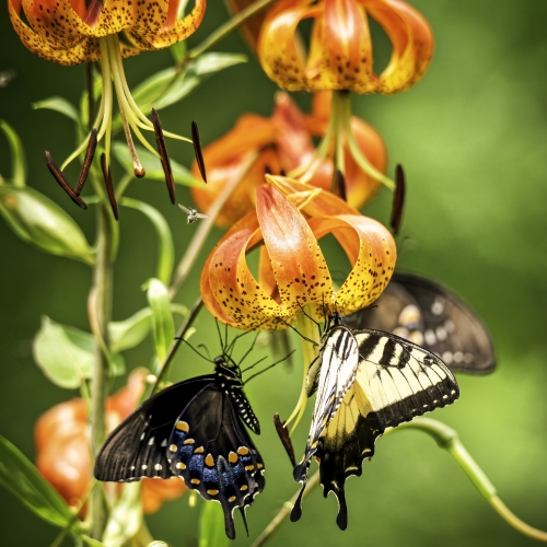 Yellow and Black Eastern Swallowtails on Turks Cap