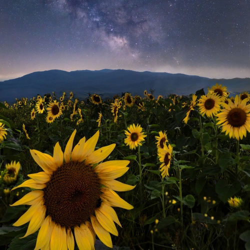 Sunflowers under the stars