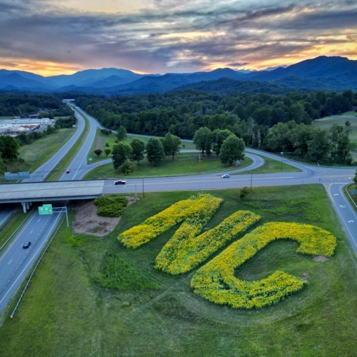 NC Sunflowers
