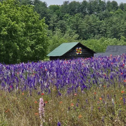 Beautiful Purple Flowers
