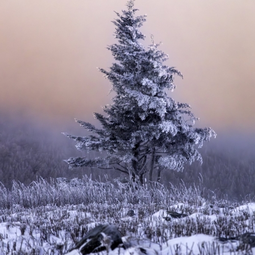 Winter's Embrace