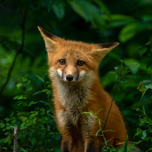 Little Fox