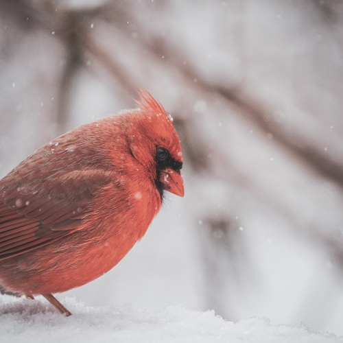 Winter Spirit