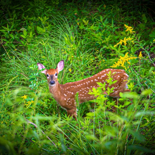 WNC Wildlife