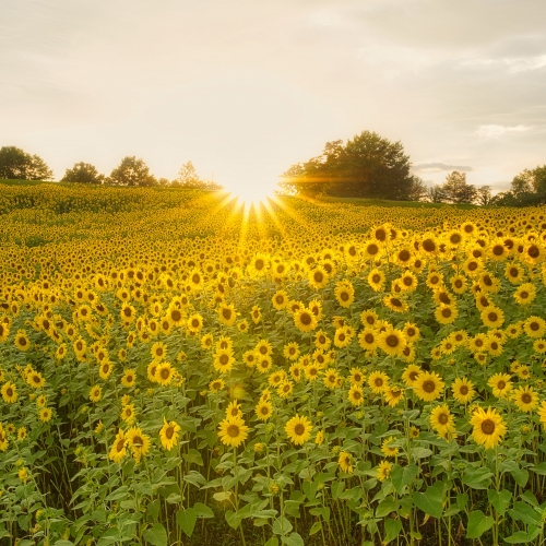 Sunflower Delight