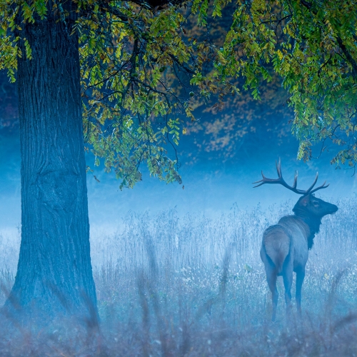 Blue Morning