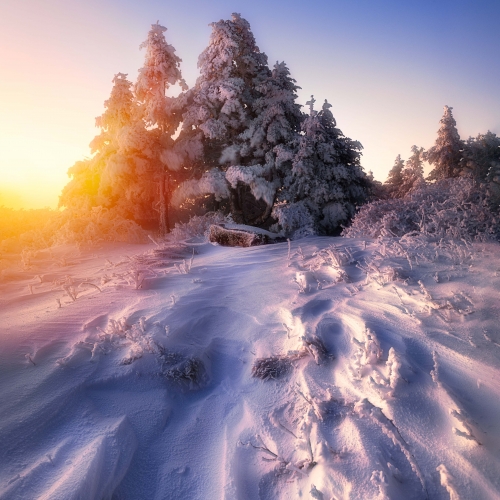 Roans Snowy Sunrise