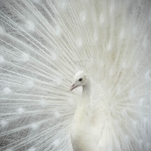 In Memory of Mr. Peacock