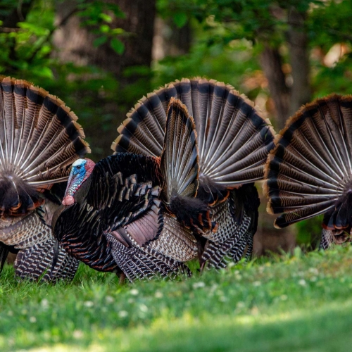 The Morning Strut