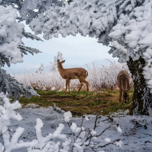 Through the Rime