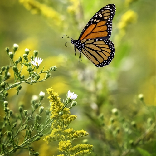 Monarch in Goldenrod