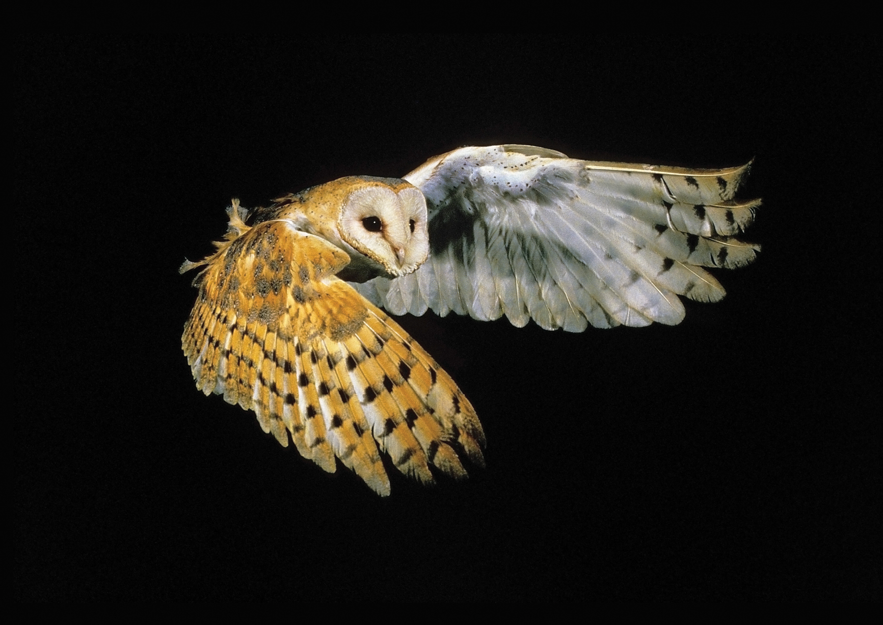 barn owl eye