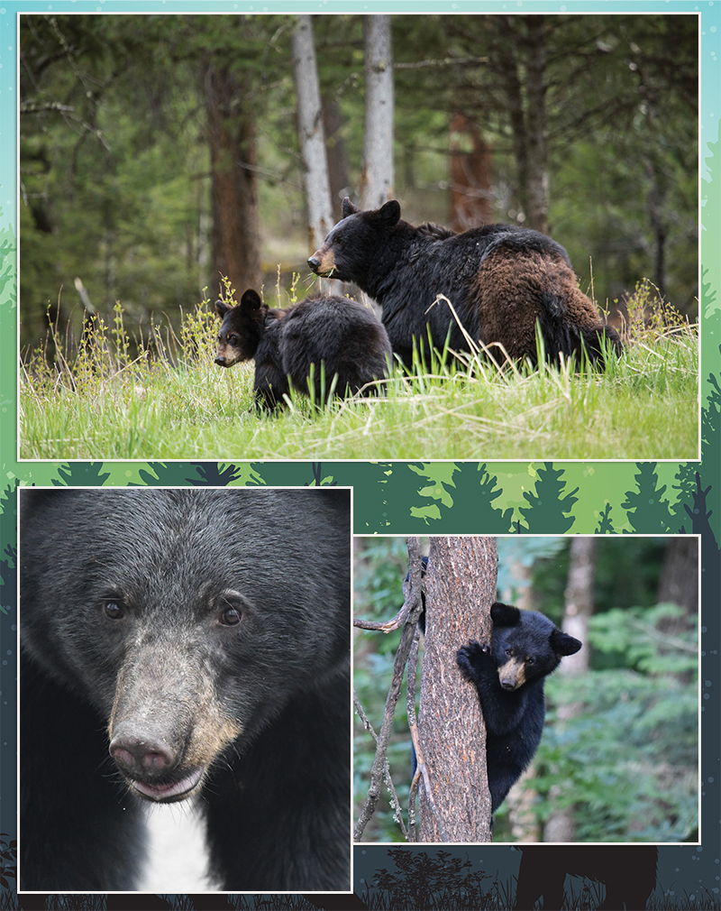 Find a Bear Den, Leave it Alone - N.C. Wildlife Resources Commission