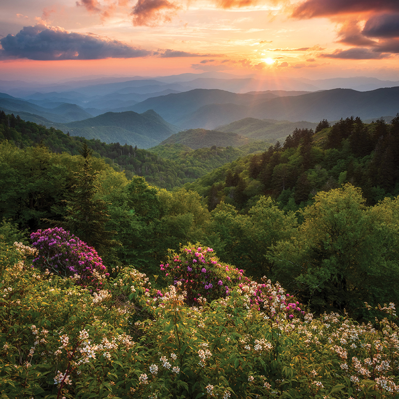 North Carolina Wildflower Week - North Carolina Botanical Garden