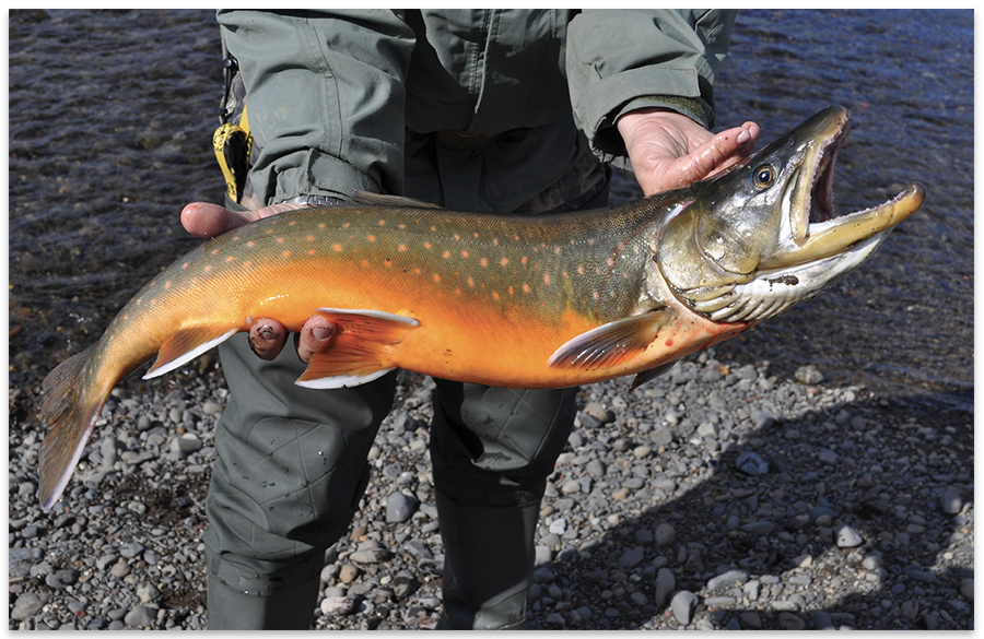 Southern Appalachian Brook Trout Eggs - Great Smoky Mountains National Park  (U.S. National Park Service)