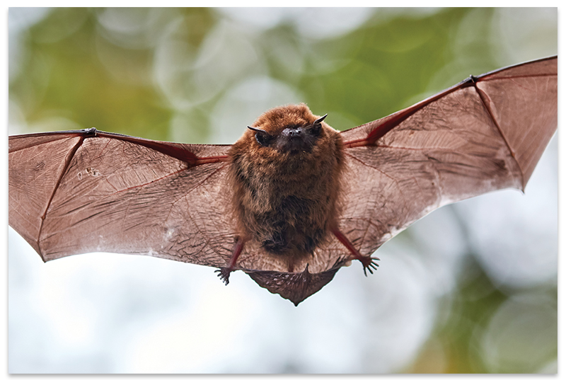 Little Brown Bat Myotis Lucifugus A Once Prevalent Mountain   LittleBat17595  MA 