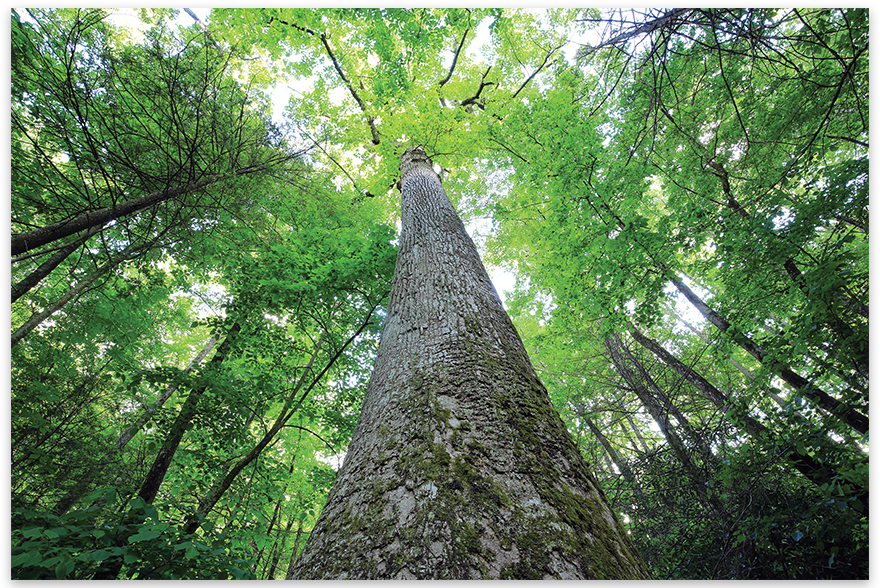 The Magnificent Mountain Poplar : An abundant resource, poplar wood has a  staggering mountain history