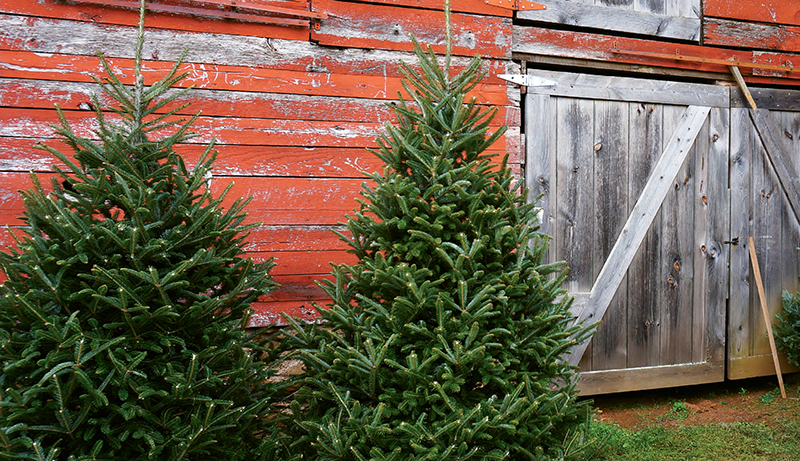 Abies fraseri (Fraser Fir)