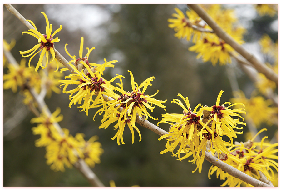 American Witch-Hazel (Hamamelis virginiana) : Spot a glimmer of gold this  fall | WNC Magazine