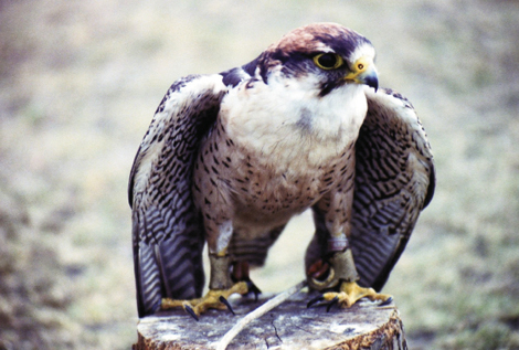 Birds of prey: Meet the Rock City Raptors