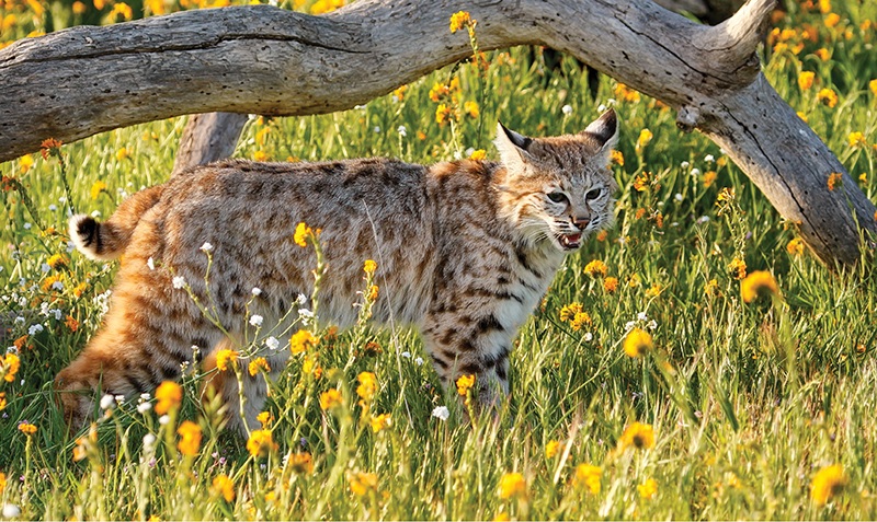 Nature Coast Critters - Get to know a neighbor: Bobcats (Lynx rufus), Local News