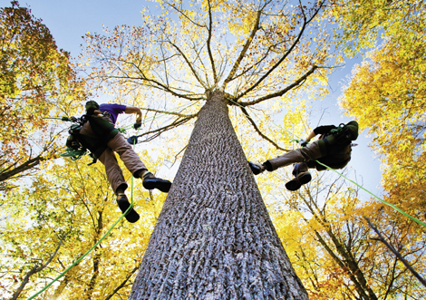 On the Rise : Take to the canopy with the burgeoning sport of tree climbing