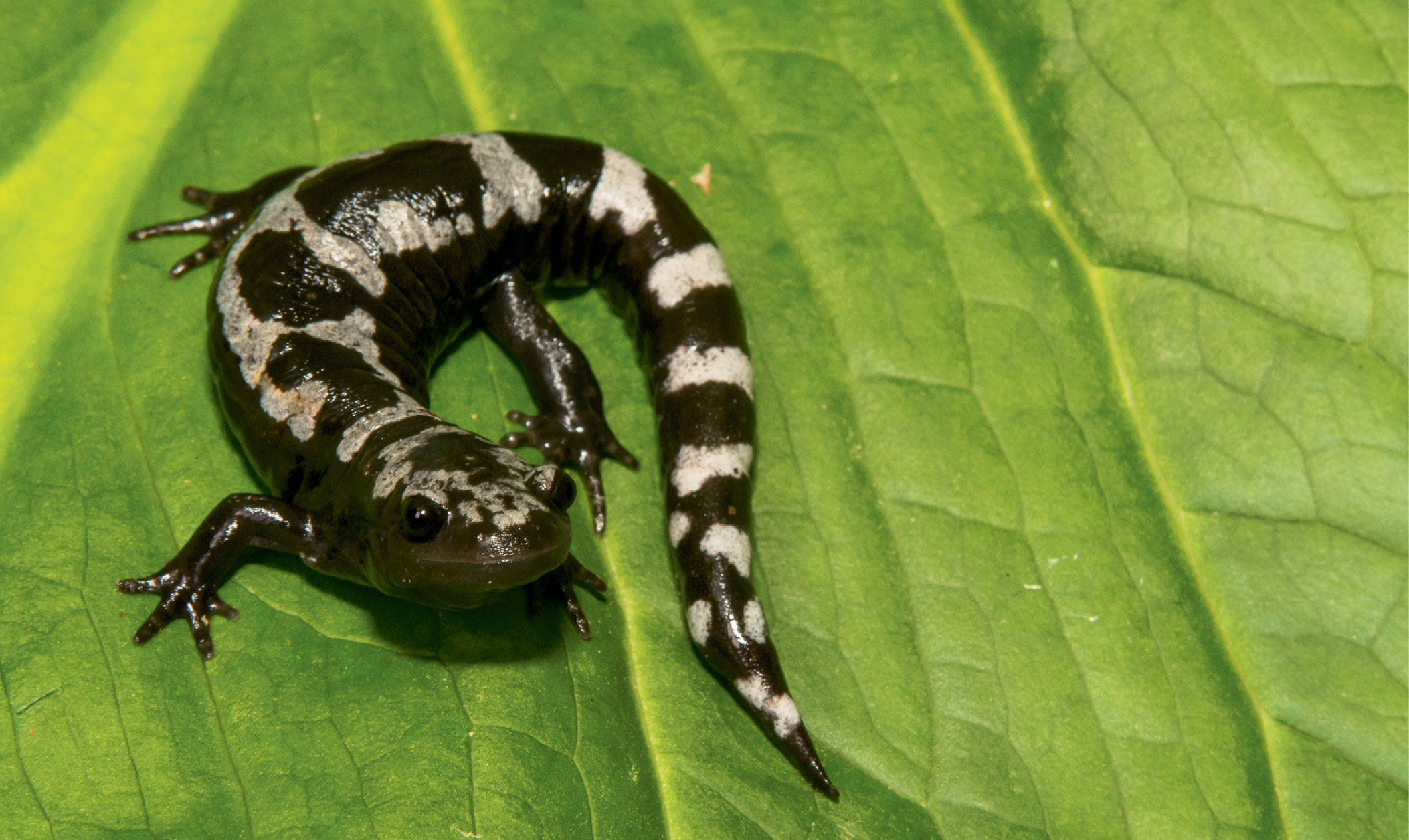 Marbled Salamander