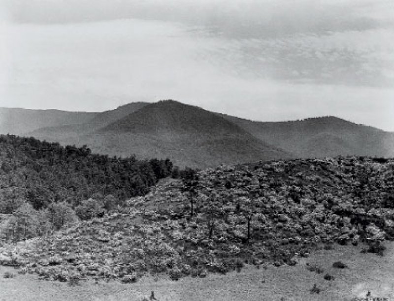 Siren Shrub : The curious appeal and dangerous past of mountain