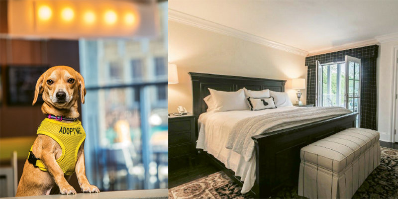 Asheville Nc Wnc Dog Friendly Hotels Magazine Wnc Dog Friendly Hotels