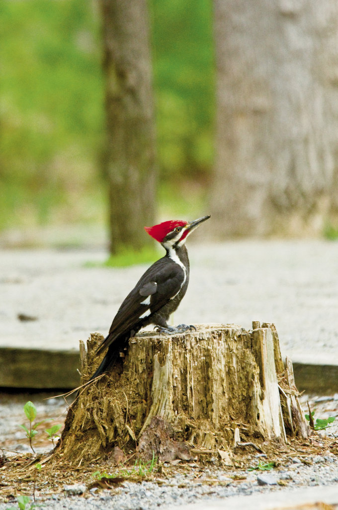 Drill Sergeant  Nearly the size of a crow, the pileated woodpecker whacks on dead trees &amp; fallen logs in search of carpenter ant