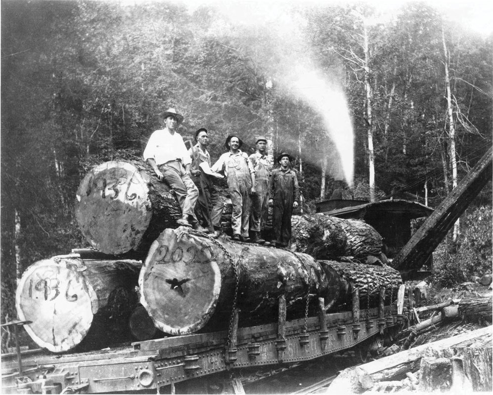 The Little River Lumber Co. left stumps of huge poplars throughout the headwaters of Lynn Camp Prong.