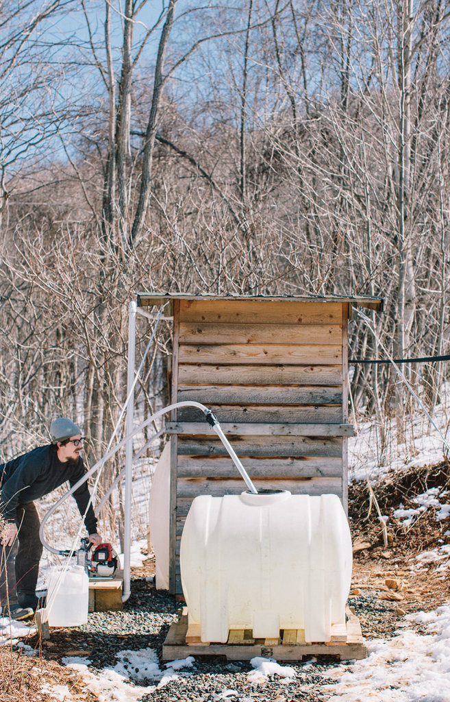 The process involves tapping trees and setting up tubing to transfer the sap to the evaporator.