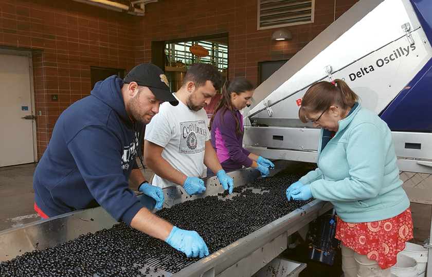 Students enrolled in Surry County Community College’s enology program learn every aspect of winemaking by doing. It’s the only school in the Southeast with a licensed and bonded winery.