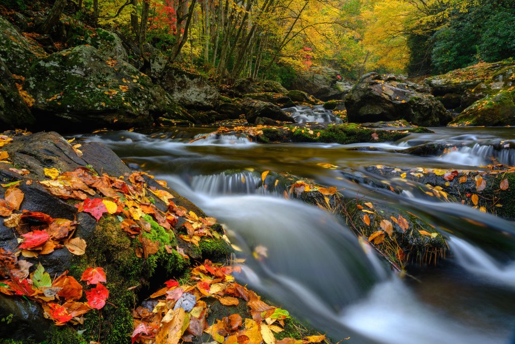 The Colorful Carpet of Autumn - Anthony Crowley After a windy night, this photographer ventured to Cullasaja Gorge to capture the rushing stream and the bright leaves that decorate it.  {Amateur} @anthonycrowleyphoto