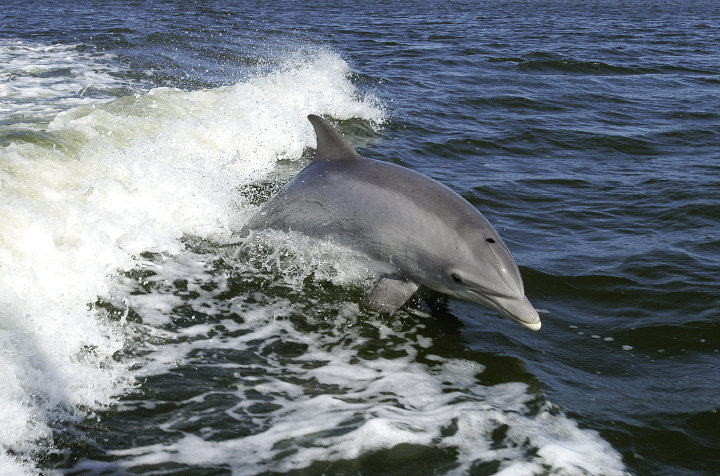 Boat tours abound and offer the chance for dolphin encounters off the shores of the barrier islands.