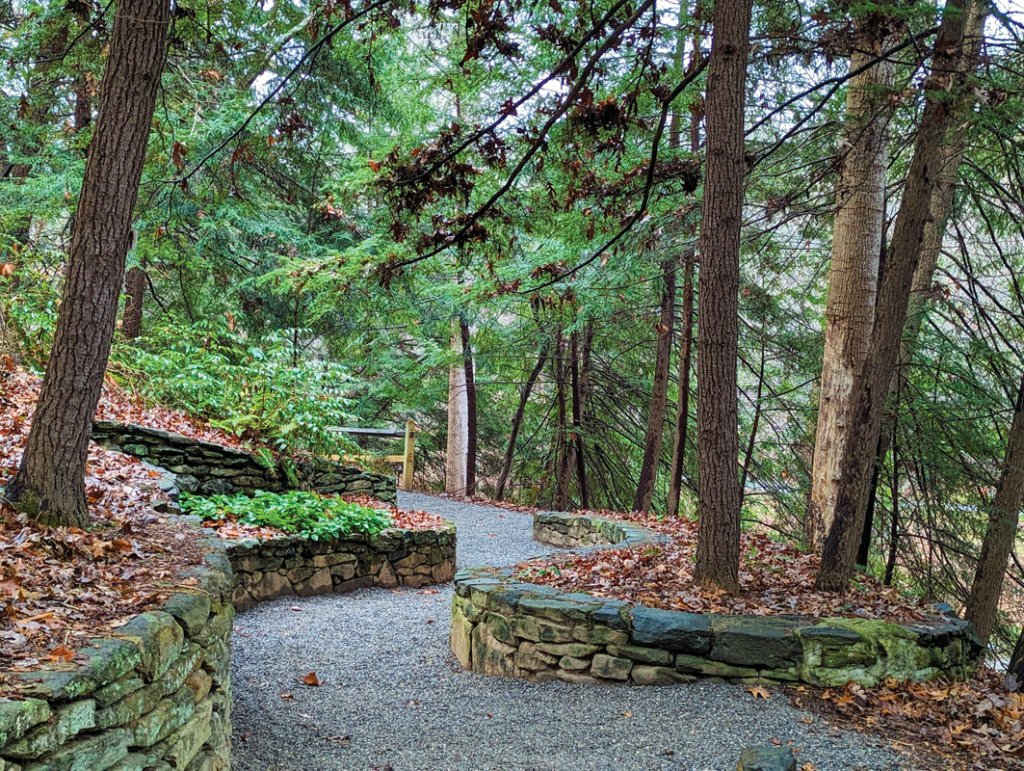 The  Crayton Trail is hidden under the cover of Allegheny spruce trees, sometimes called Mountain Spurge.