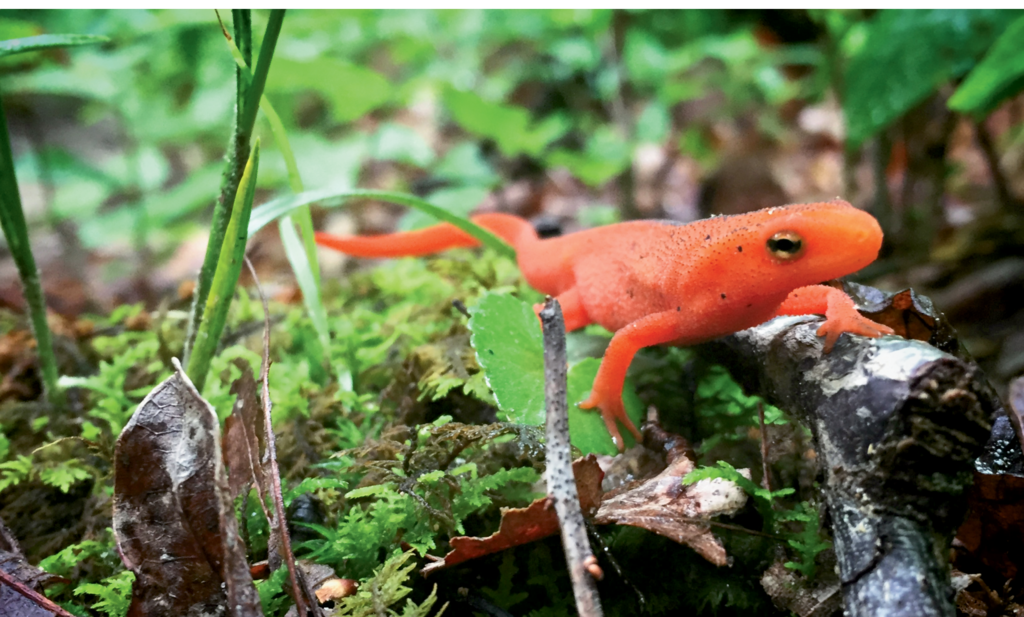 Finalist: Red Spotted Newt by James Harrison (Amateur category)