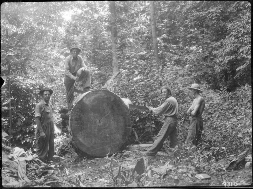 Two-man cross-cut saws sometimes as long as eight feet were used to fell timber like this big poplar up in Linn Cove near Asheville&#039;s Reems Creek in 1937.