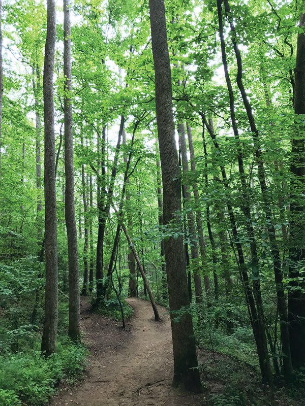 New Discoveries - Pisgah National Forest is home to approximately 46,600 acres of old growth forests, which are havens for biodiverse organisms, including rare and endangered species.