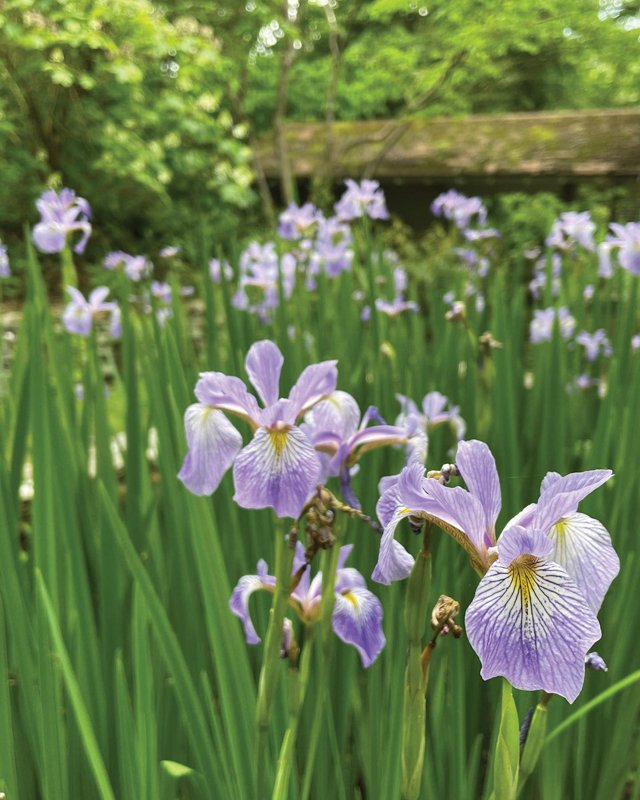 Wild blue irises