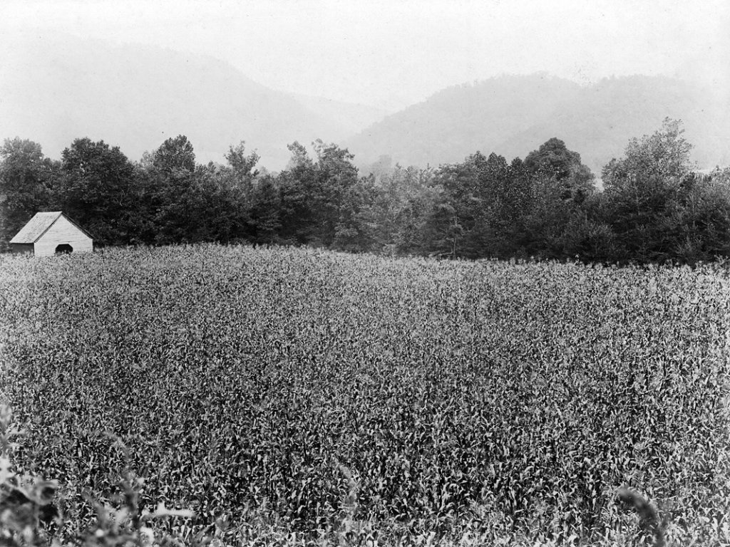 Virtually every farm grew corn making it a staple of life for mountaineering families.