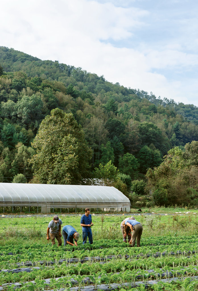 At Ivy Creek Family Farm, advanced apprentices spend at least a year or more honing their skills. Here, they work alongside the Littmans harvesting kale for wholesale operations like home delivery service Mother Earth Produce.
