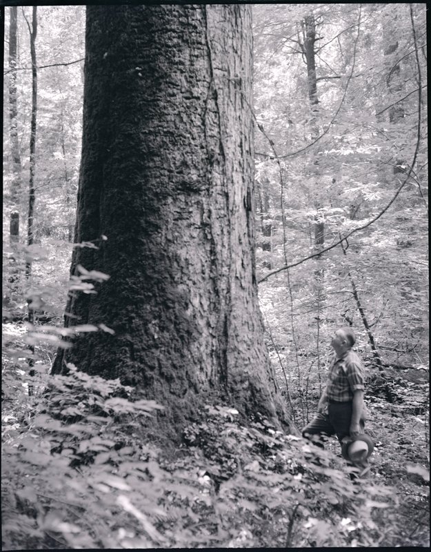 Because of their girth and height before branching out, tulip poplar was the most heavily logged species in the heyday of logging before Great Smoky Mountains National Park was created in 1934.