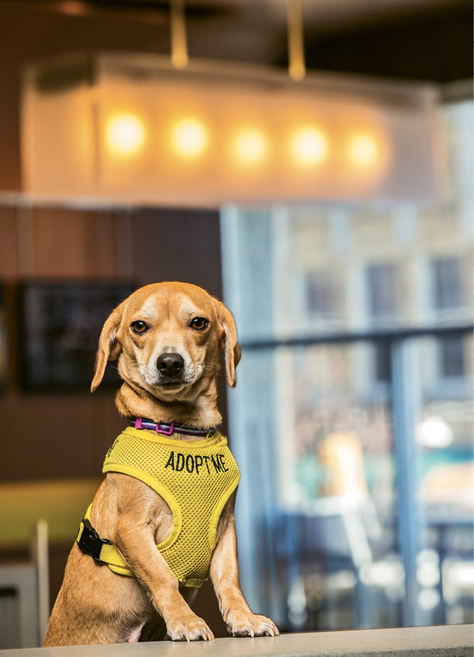 Pet-Friendly Aloft Asheville Downtown operates a dog foster program, which has helped find new homes for more than 100 pound pups.