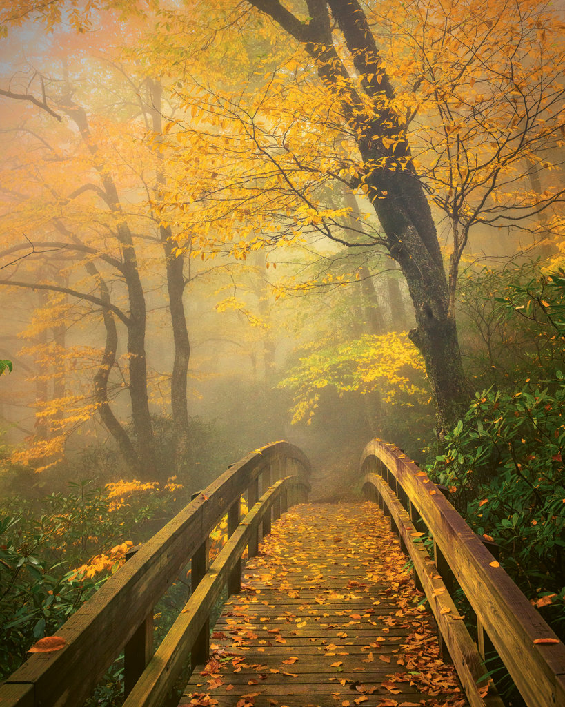 FINALIST - AUTUMN&#039;S BRIDGE TO HEAVEN - Mike Koenig - The soft glow of morning light against fog set the tone for this photo taken along Rough Ridge Trail near Boone.  Amateur category