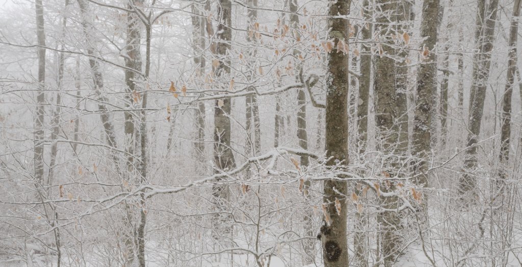 Sound of Silence - All is still in a beech forest transformed by a light snowfall and touch of mist.