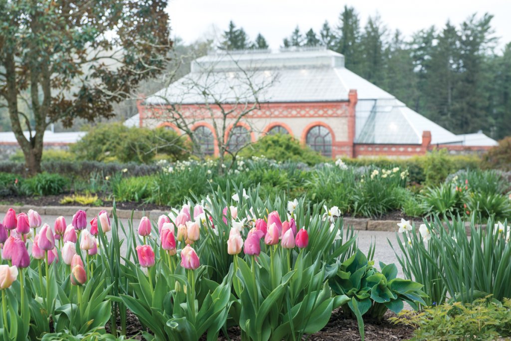 More than 80,000 tulips bloom at Biltmore during its peak month of April.